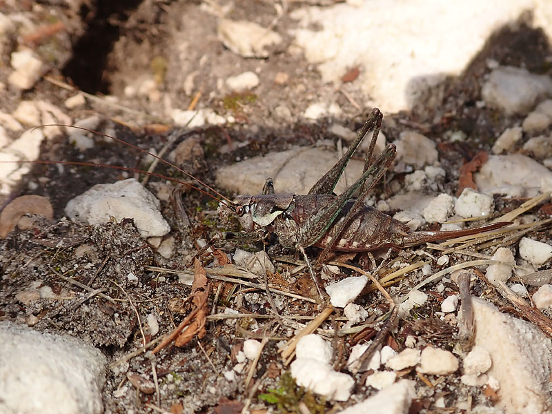 Chopardius pedestris pedestris (Tettigoniidae)